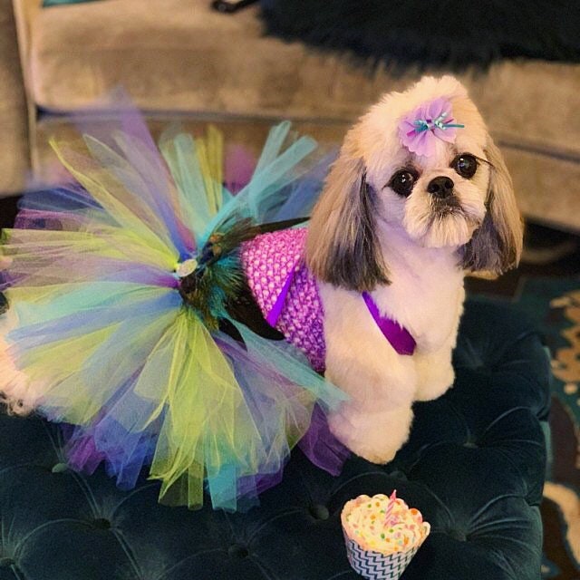 dog tutu for wedding