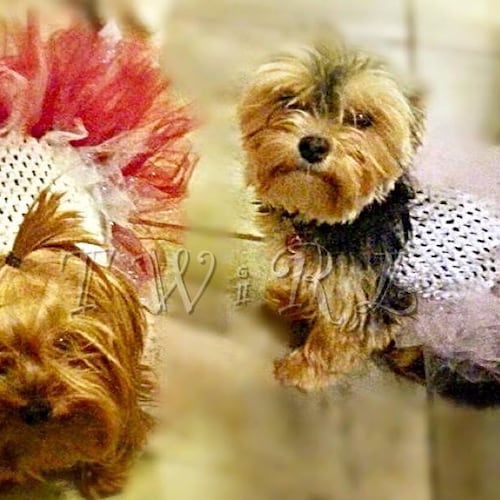 Fancy Dog Dress Pageant Show Dog Dress Southern Belle Dog Etsy