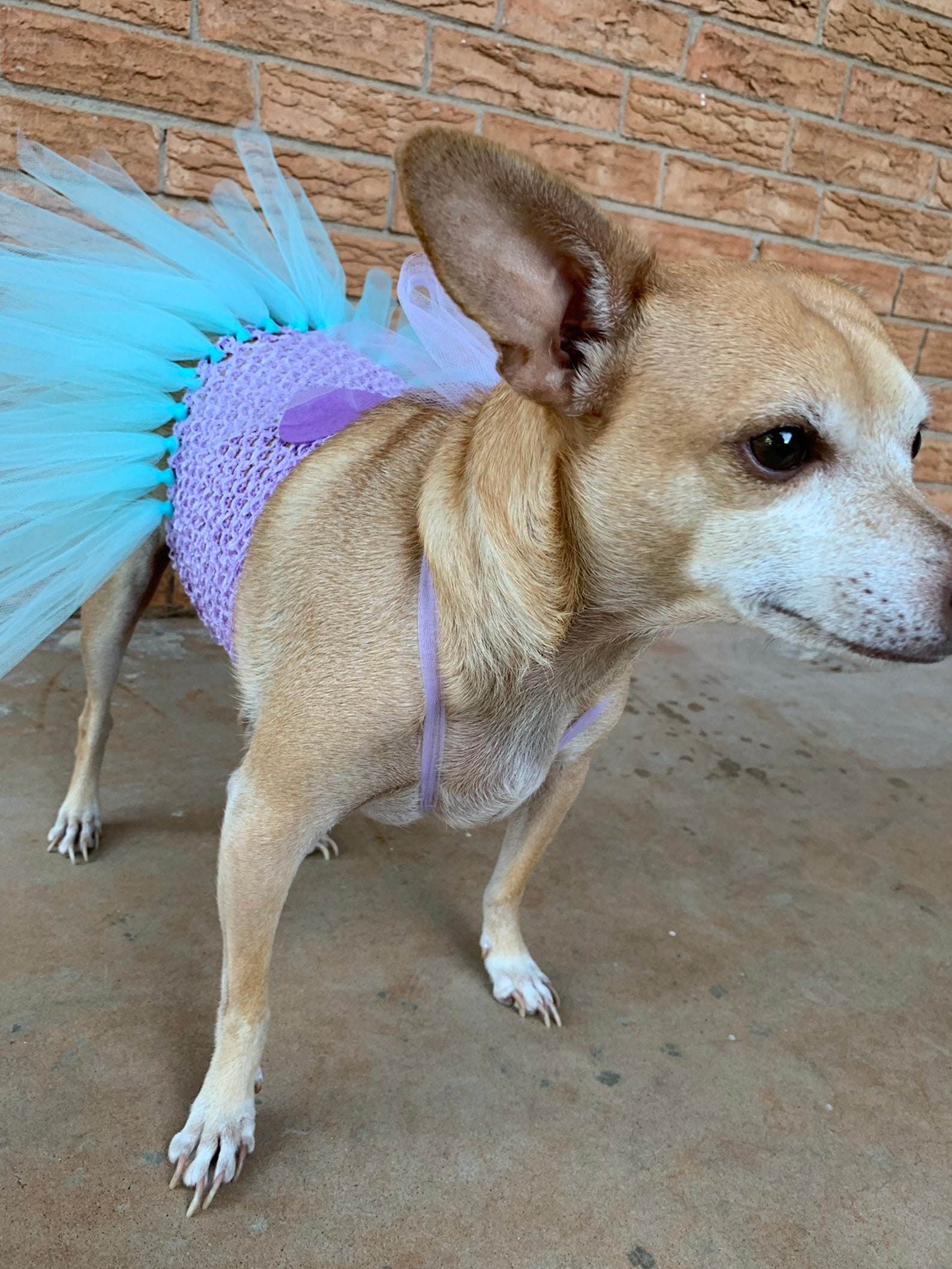 Mermaid Dog Costume Merdog Halloween Dog Costume Dog Etsy