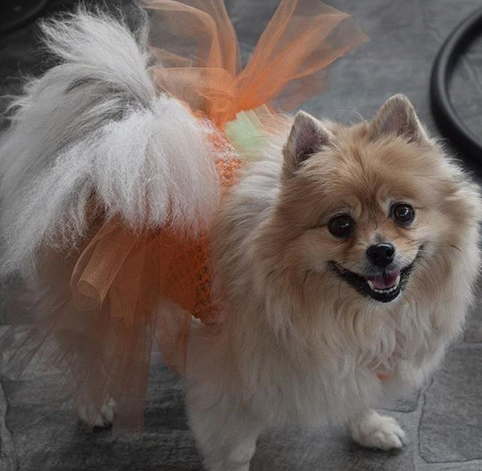 Pumpkin Dog Costume Halloween Dog Costume Pumpkin Dog Dress Etsy