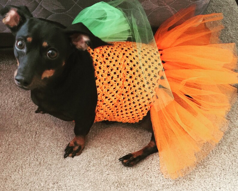 Pumpkin Dog Costume Halloween Dog Costume Pumpkin Dog Dress Etsy