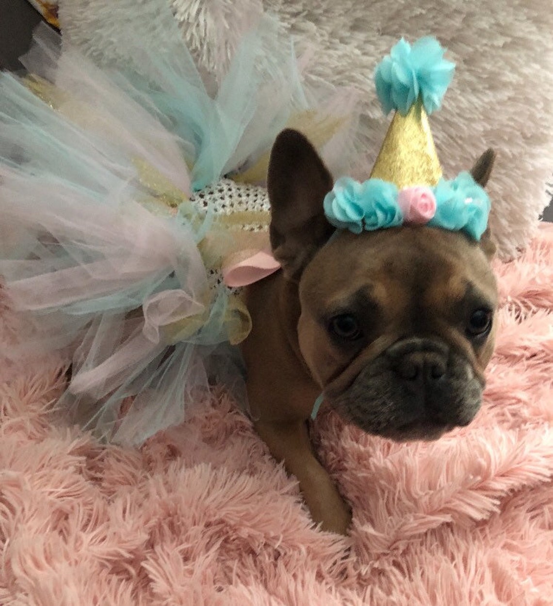 Birthday Dog Outfit Cat Birthday Mint and Pink Dog Dress Etsy