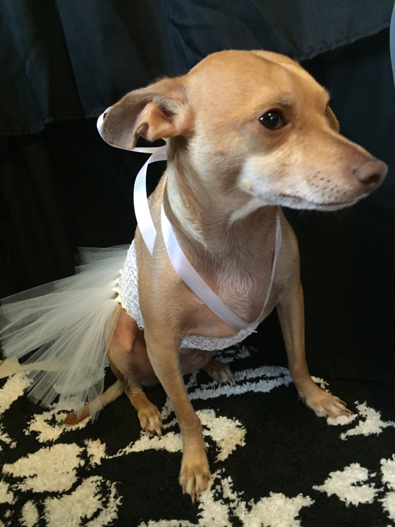 HalloweenHundKostüm Geist Hund Tutu Geist Kostüm Etsy