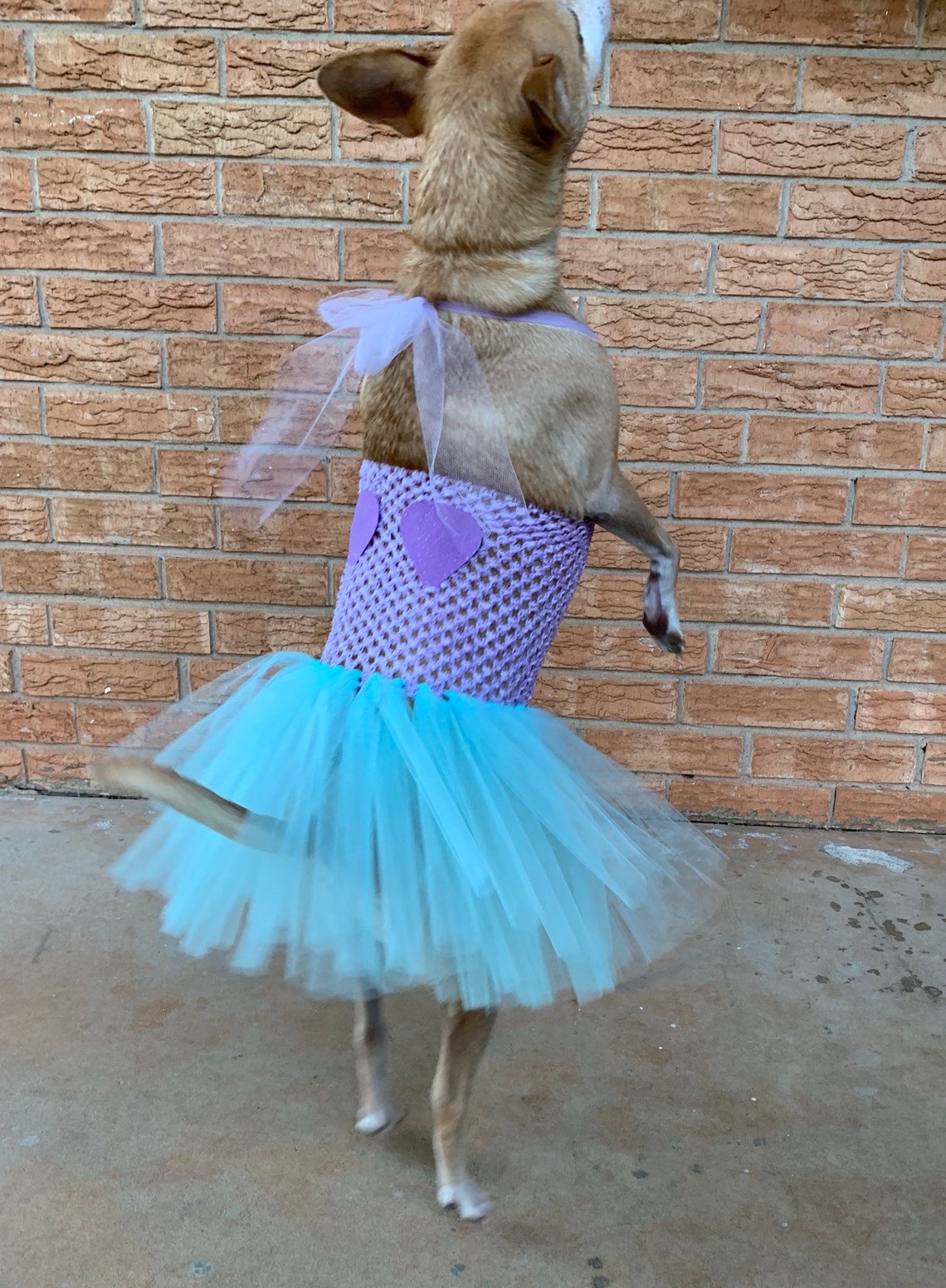 Mermaid dog costume merdog Halloween Dog costume dog Etsy