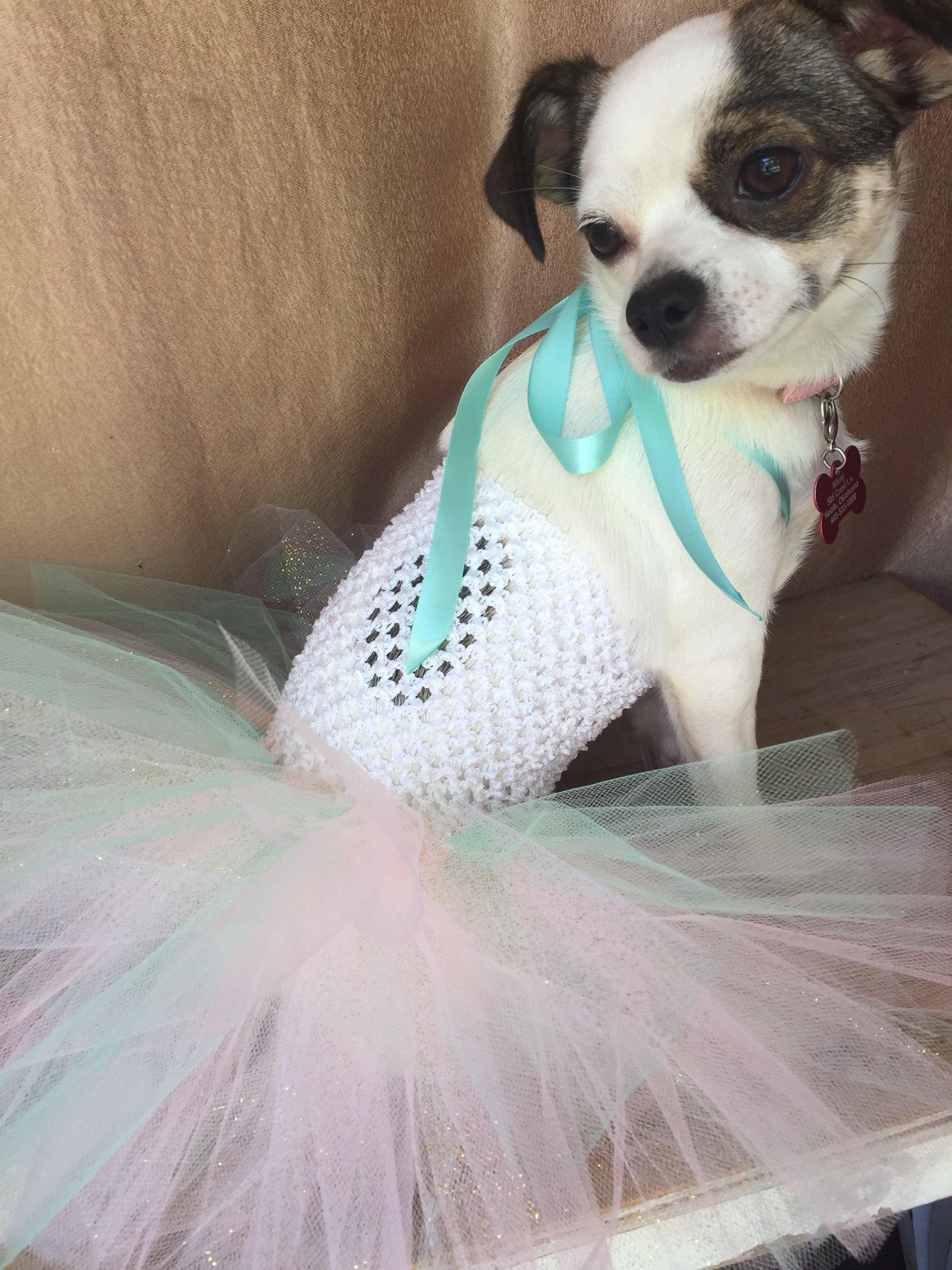 Birthday Dog Outfit Cat Birthday Mint and Pink Dog Dress Etsy UK