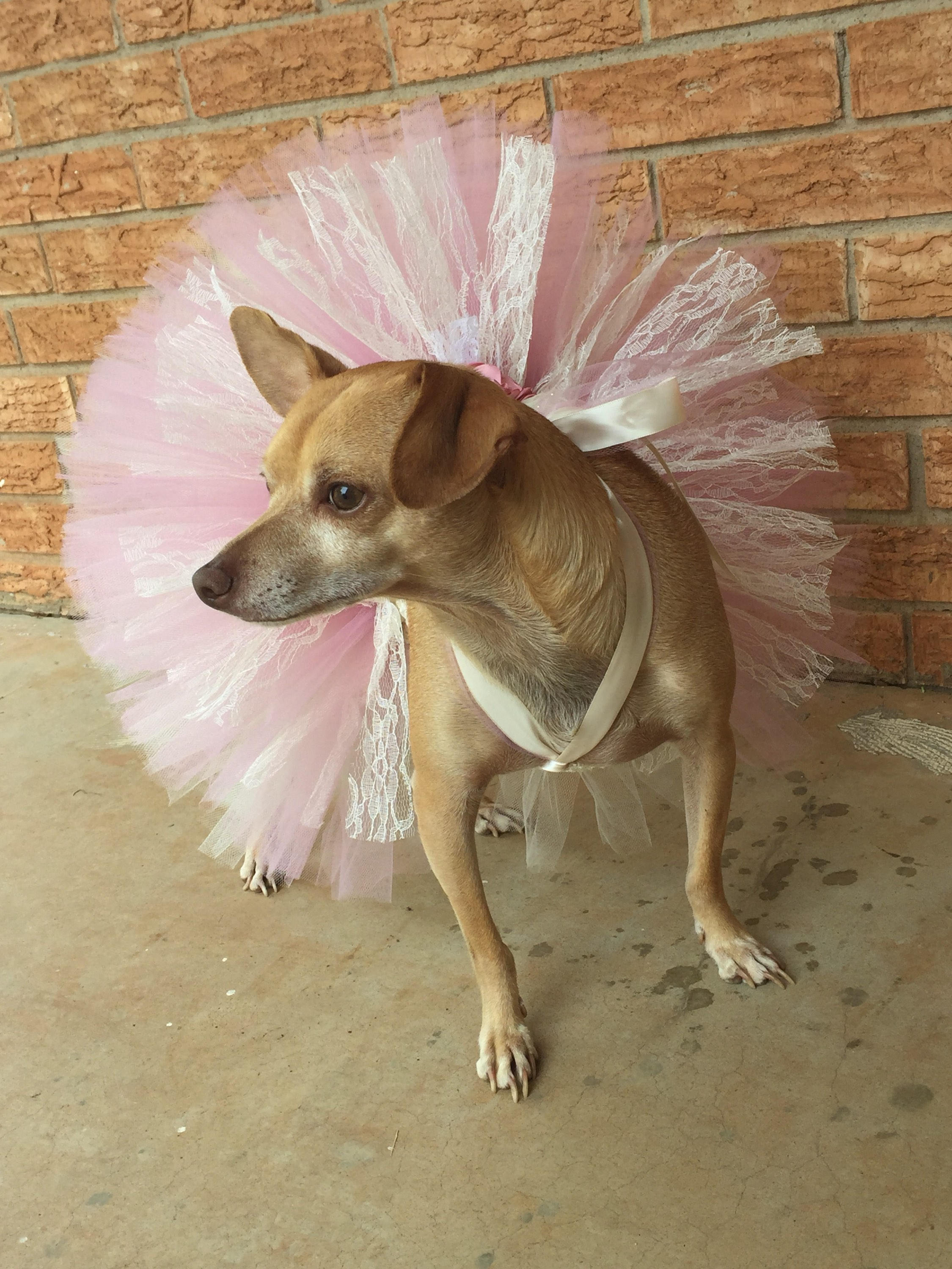 Fancy Dog Dress Pageant Show Dog Dress Southern Belle Dog Tutu Dog Tutu Pink and Ivory Dog Dress Pet Wedding Dress Etsy Canada