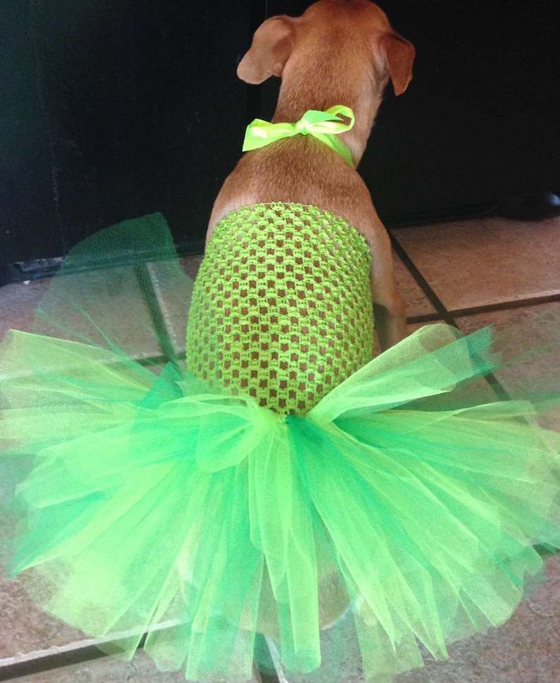 st paddys day dog outfit