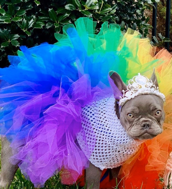 Robe tutu pour chiens à pois blancs sur fond de couleur, pâques et pri — Ma  Zone Québec