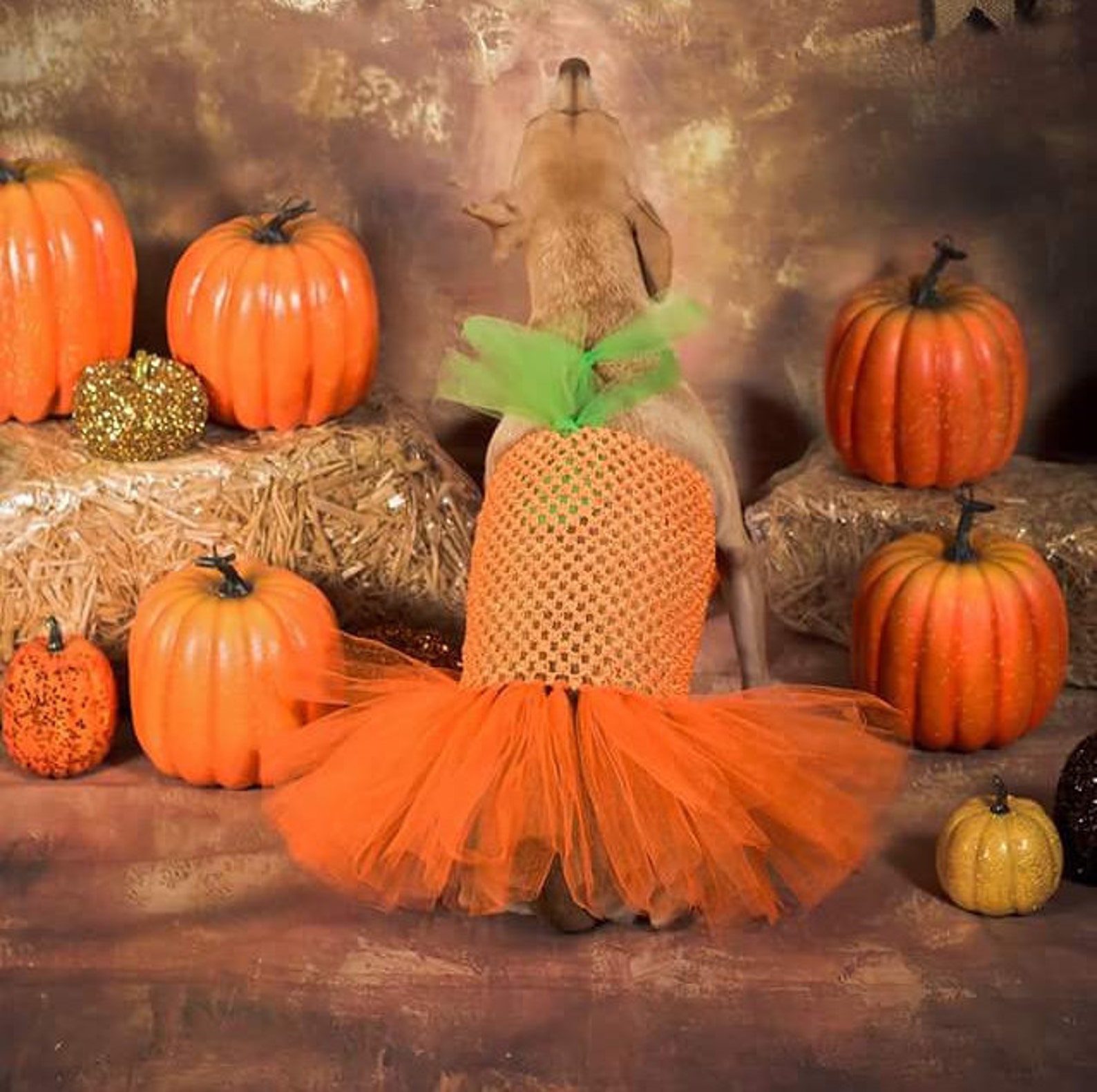 Pumpkin Dog Costume Halloween Dog Costume Pumpkin Dog Dress Etsy