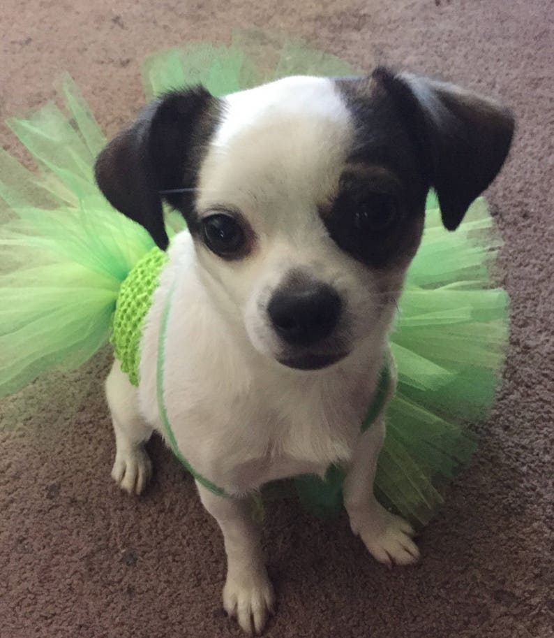 st paddys day dog jumper