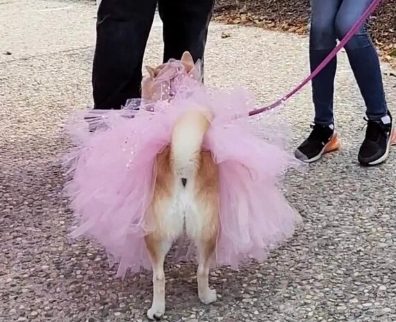Dog Birthday Tutu Dress Outfit , Cat Birthday Dress, Dog Dress, Dog  Birthday Outfit, Pet Birthday, Customize Dog Dress Clothes - Etsy