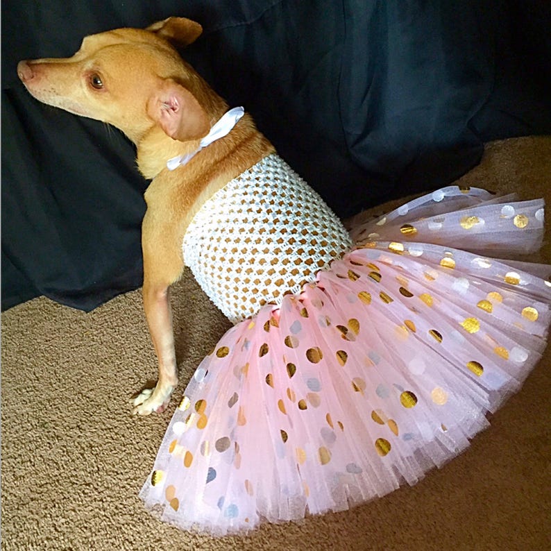 Birthday dog outfit dog birthday pink and gold dog dress Etsy