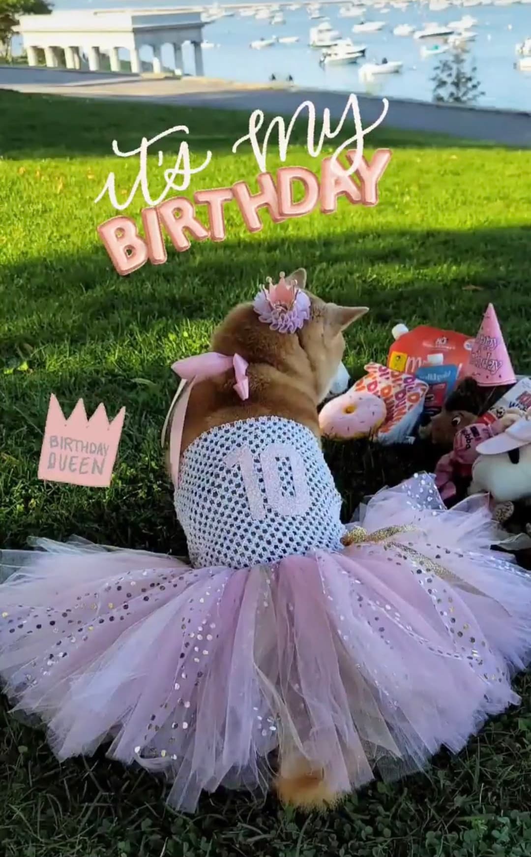 Dog Birthday Tutu Dress Outfit , Cat Birthday Dress, Dog Dress, Dog