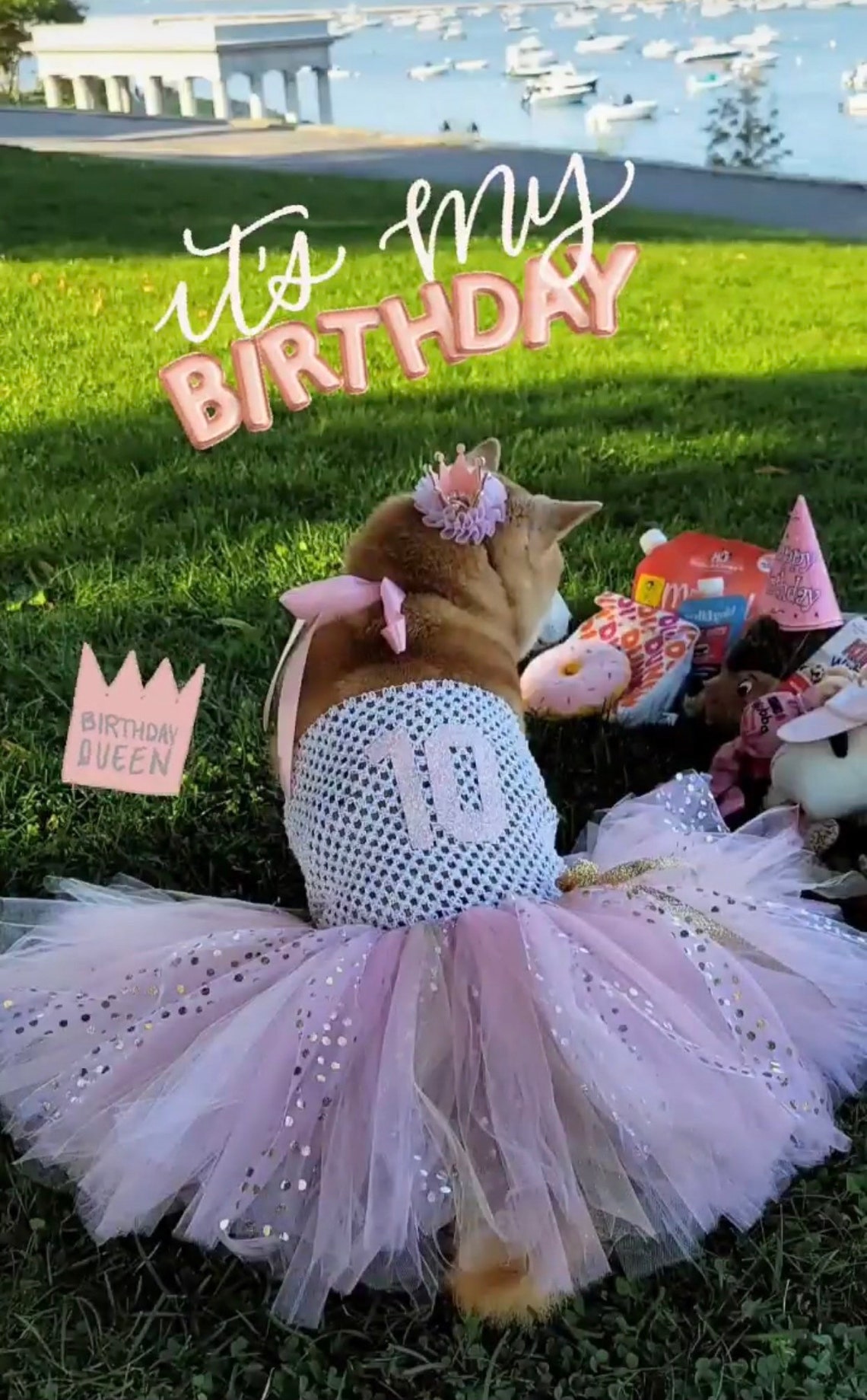 Dog Birthday Tutu Dress Outfit Cat Birthday Dress Dog Etsy
