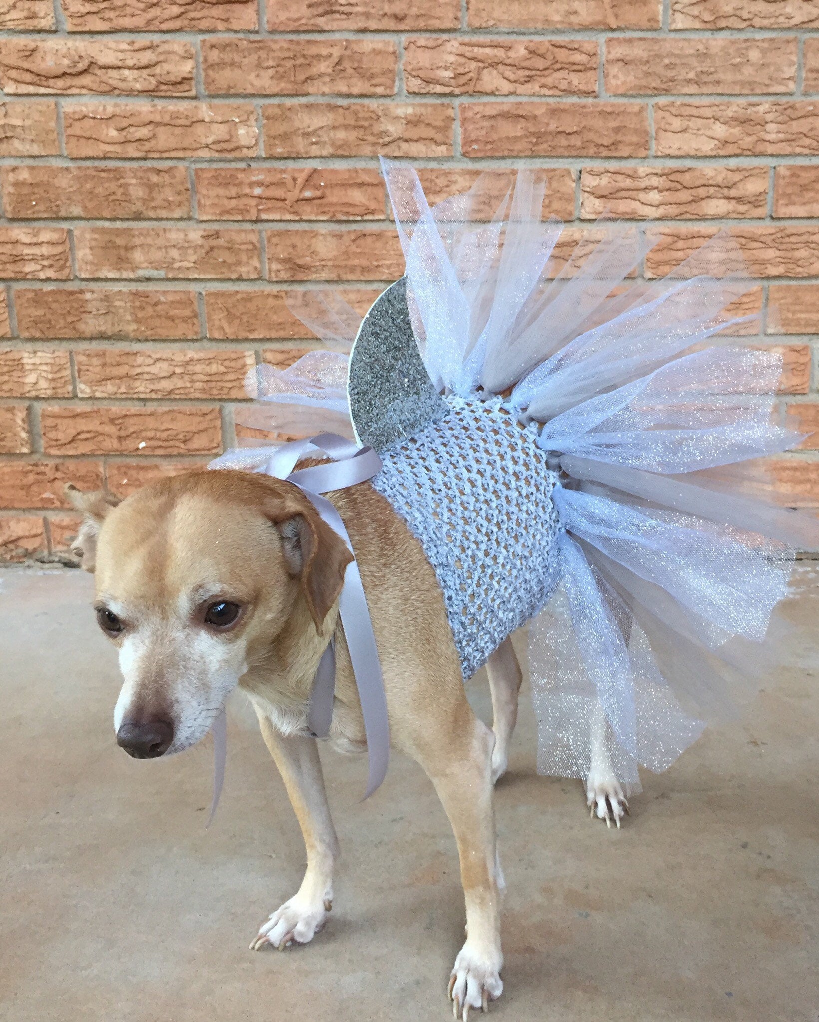 Shark Costume for Dogs Dog Costume Halloween Ideas Dog - Etsy