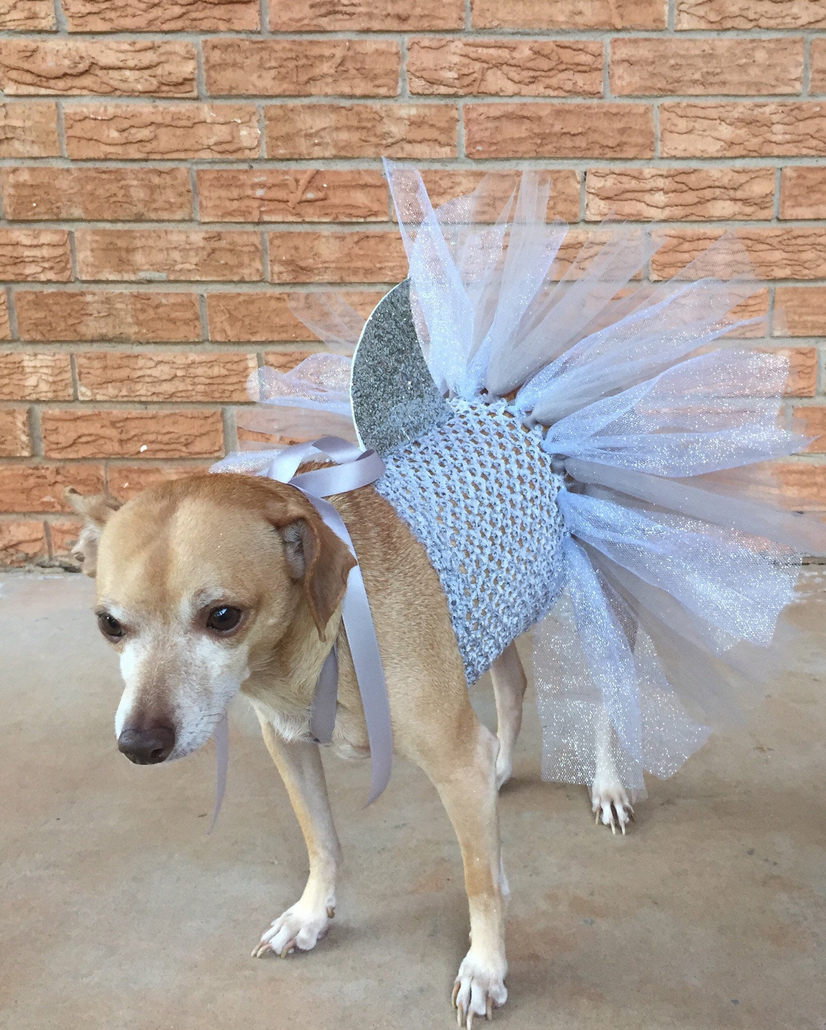 Fish Dog Costume 