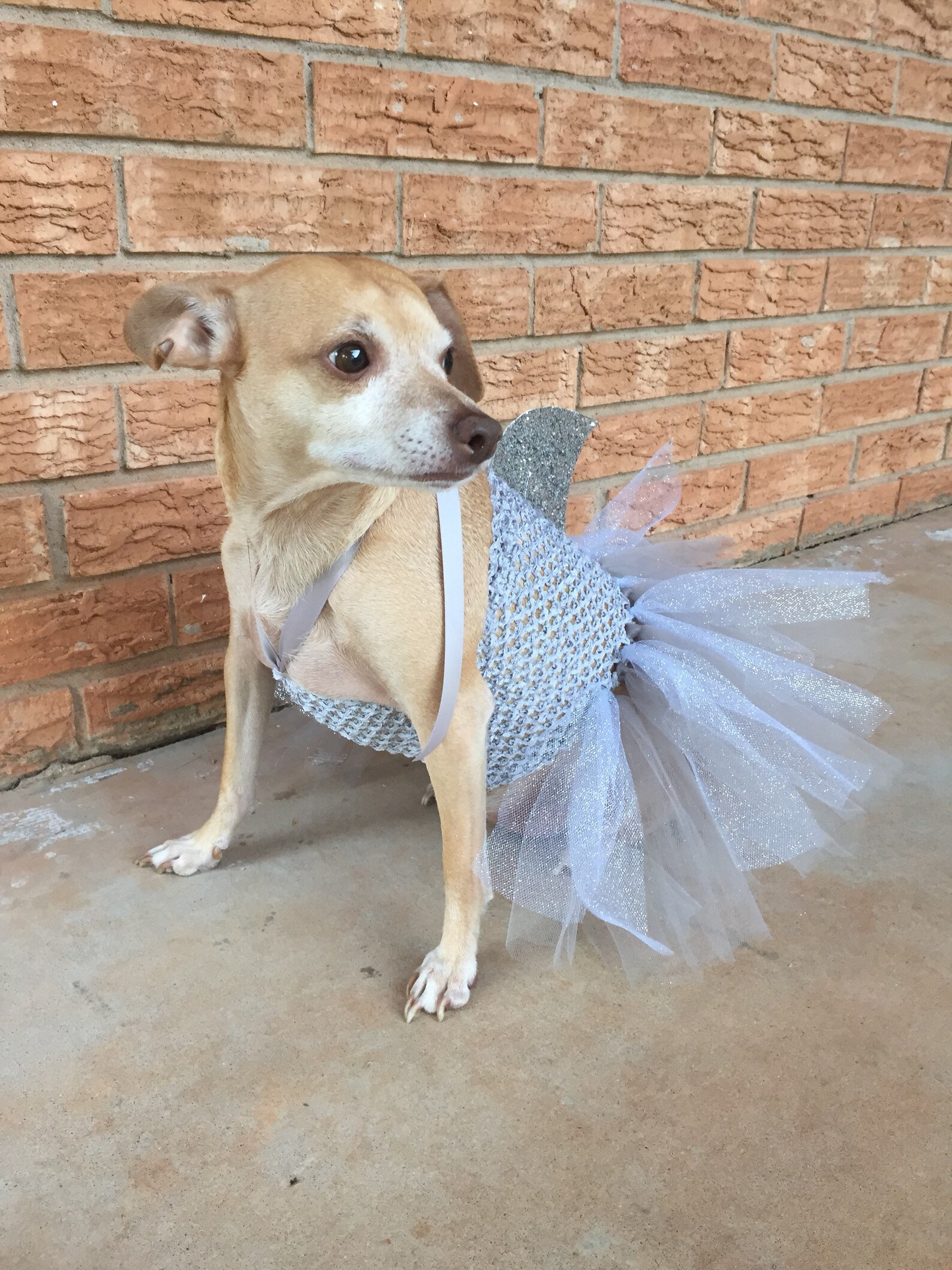 HaiKostüm für Hunde Hund Kostüm HalloweenIdeen Hund Tutu Etsy