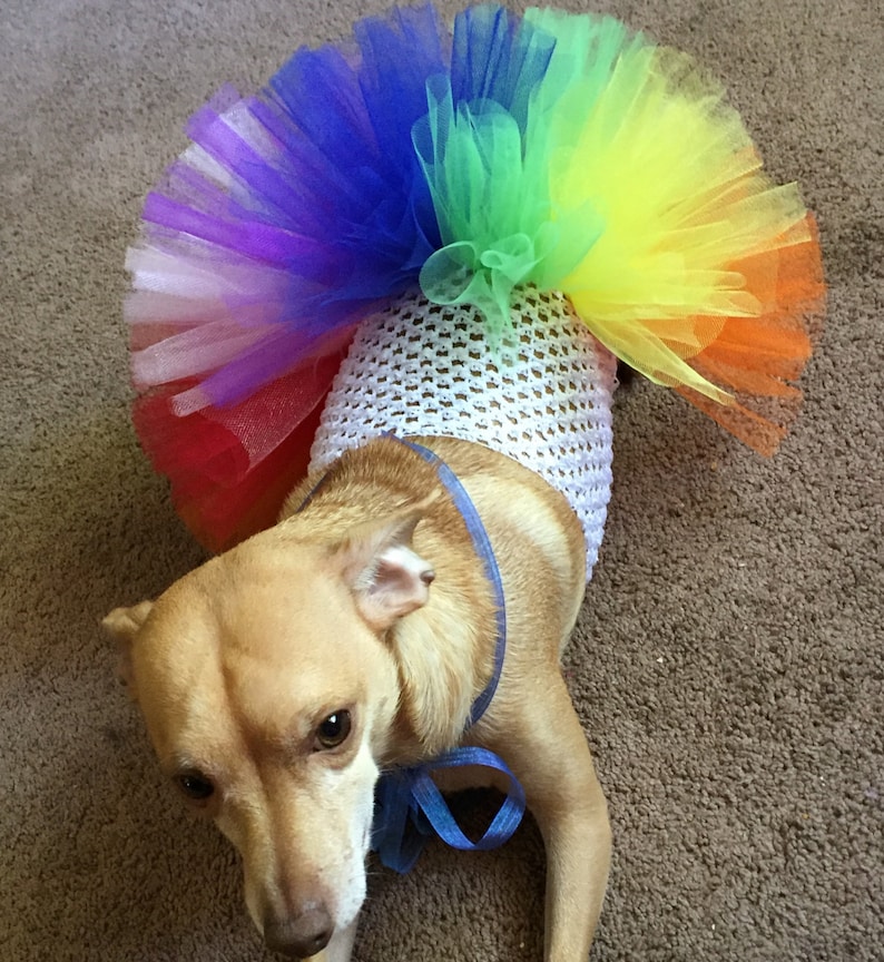 Rainbow Dog Tutu Rainbow Pet Tutu Rainbow Dog Dress Rainbow Etsy