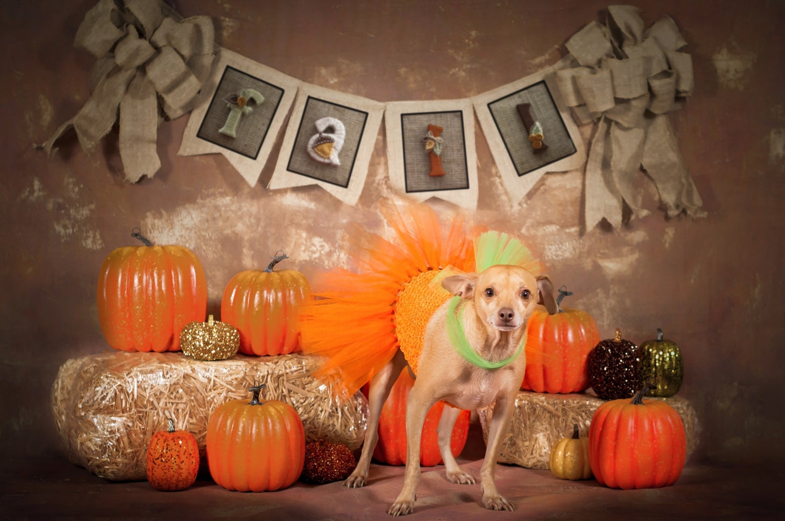 Pumpkin Dog Costume Halloween Dog Costume Pumpkin Dog Dress Etsy