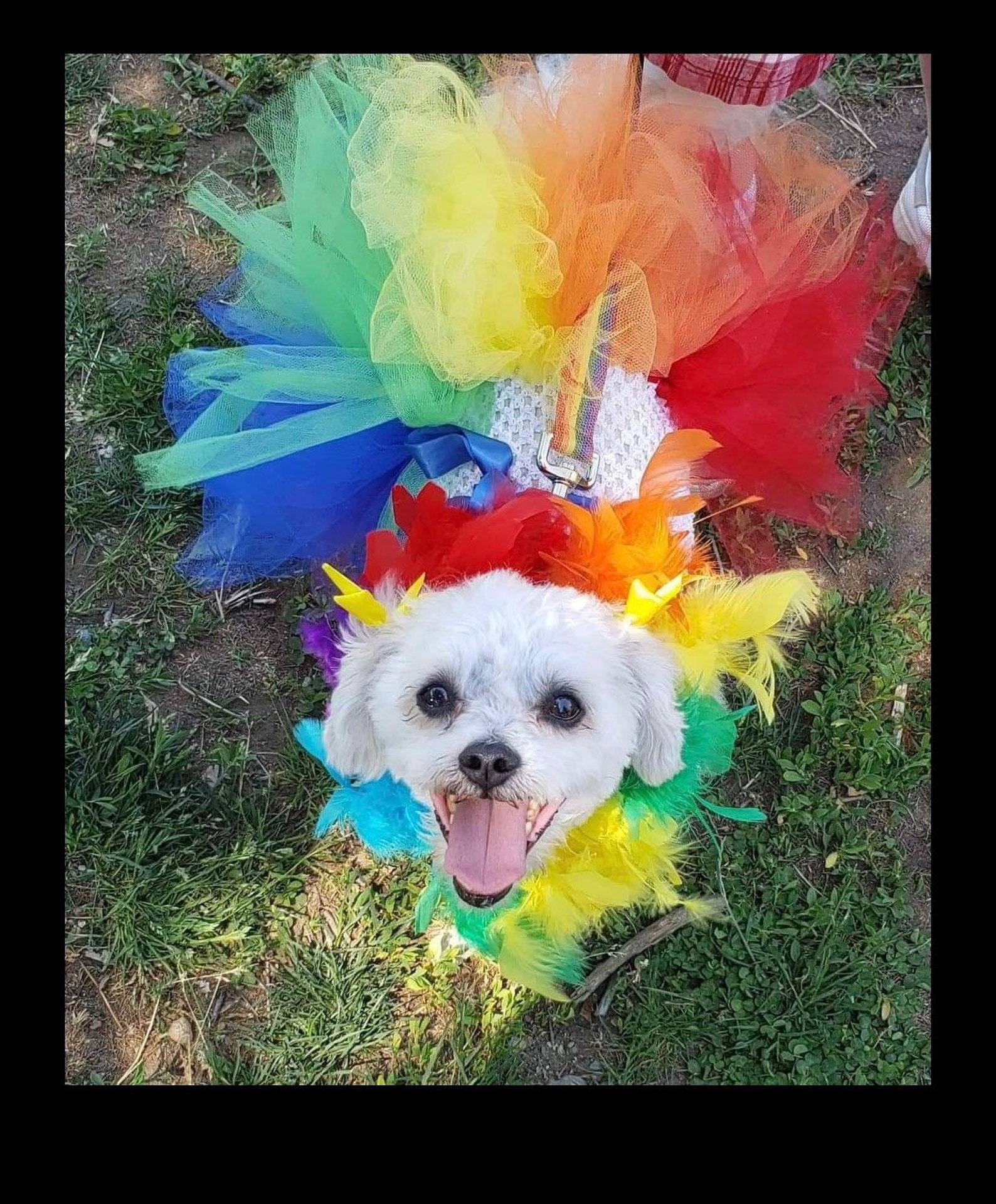 Rainbow Dog Tutu Rainbow Pet Tutu Rainbow Dog Dress Rainbow Etsy