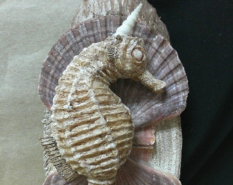 Seahorse Unicorn feejee  fiji Mermaid sideshow gaff freak