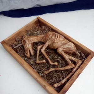 Unicorn Fetus in display box Sideshow gaff freak