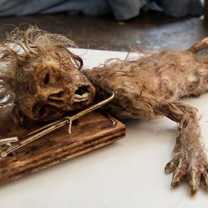 May include: A small, taxidermy-style creature with matted, light brown fur and a skeletal, elongated head featuring visible teeth, positioned with its neck caught in a traditional wooden spring-loaded mousetrap with a metal bar and coil.