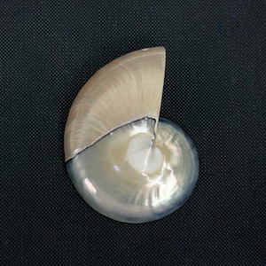 Op de afbeelding: Een parelmoer nautilusschelp met een spiraalvorm. De schelp heeft een crèmekleurige buitenkant en een glanzend, iriserend interieur. Een donkere lijn scheidt de twee secties. De schelp staat tegen een donkere achtergrond.