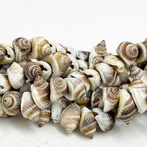 Natural Frog Shell Beads: Cream & Brown 16" Strand