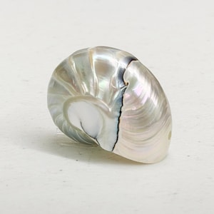 May include: A nautilus shell with a pearlescent sheen and a spiral pattern. The shell's surface is smooth and iridescent, displaying colours of white, silver, and subtle blues and pinks. It is a natural, organic form.