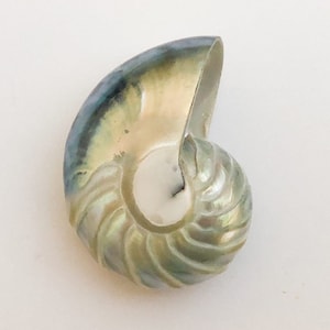 Puede incluir: Concha de nautilus con brillo nacarado, que muestra un patrón en espiral. Los colores de la concha varían del azul al verde y al crema, creando un efecto natural e iridiscente. Un artículo decorativo natural.