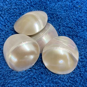 Large Nautilus Shell 40MM Cabochon for Beadworking