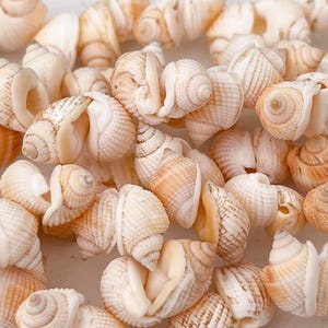May include: A close-up of a string of white and brown seashells. The shells are arranged in a circular pattern and have a natural, organic texture.
