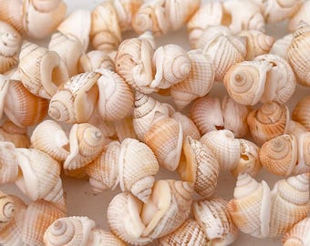 Puede incluir: Primer plano de una cadena de conchas blancas y marrones. Las conchas están dispuestas en un patrón circular y tienen una textura natural y orgánica.