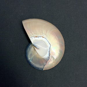 Nautilus Shell Flat Back 2 1/4 Inch Pearl/Silver