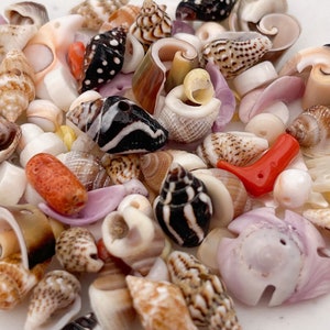 100+ drilled shell beads, small shell beads, natural shell beads