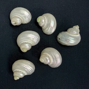 May include: Six pearlescent white seashells with spiral patterns and a subtle iridescent sheen are scattered on a dark background. The shells vary slightly in size and shape, showcasing natural variations.