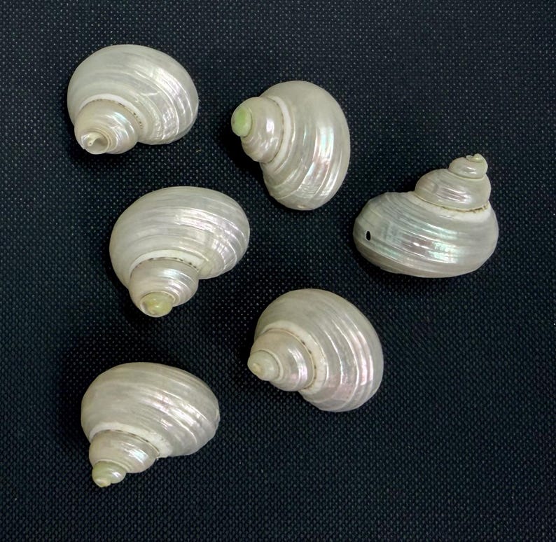 May include: Six pearlescent white seashells with spiral patterns and a subtle iridescent sheen are scattered on a dark background. The shells vary slightly in size and shape, showcasing natural variations.