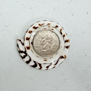 Op de afbeelding: Een Amerikaanse kwartdollar munt ligt in een wit en bruin patroon schelp. De schelp heeft een spiraalvorm met donkerbruine markeringen. De munt toont het profiel van George Washington.
