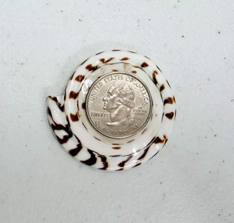 Op de afbeelding: Een Amerikaanse kwartdollar munt ligt in een wit en bruin patroon schelp. De schelp heeft een spiraalvorm met donkerbruine markeringen. De munt toont het profiel van George Washington.