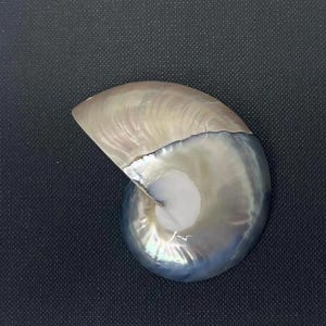 Nautilus Shell Flat Back 2 1/4 Inch Pearl/Silver