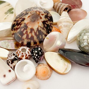 Shell Bead Mix 31PC