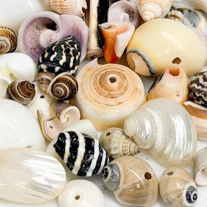 50 peças sortidas de contas de concha misturadas perfuradas