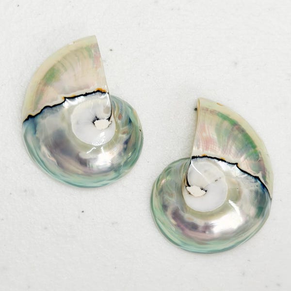 Nautilus Shell 1 Pair 30MM Pearlized