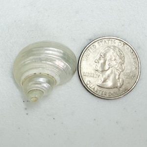 May include: A small, pearlescent seashell next to a United States quarter. The shell is a light, translucent color with visible spiral ridges. The quarter shows George Washington's profile and the words "Quarter Dollar".