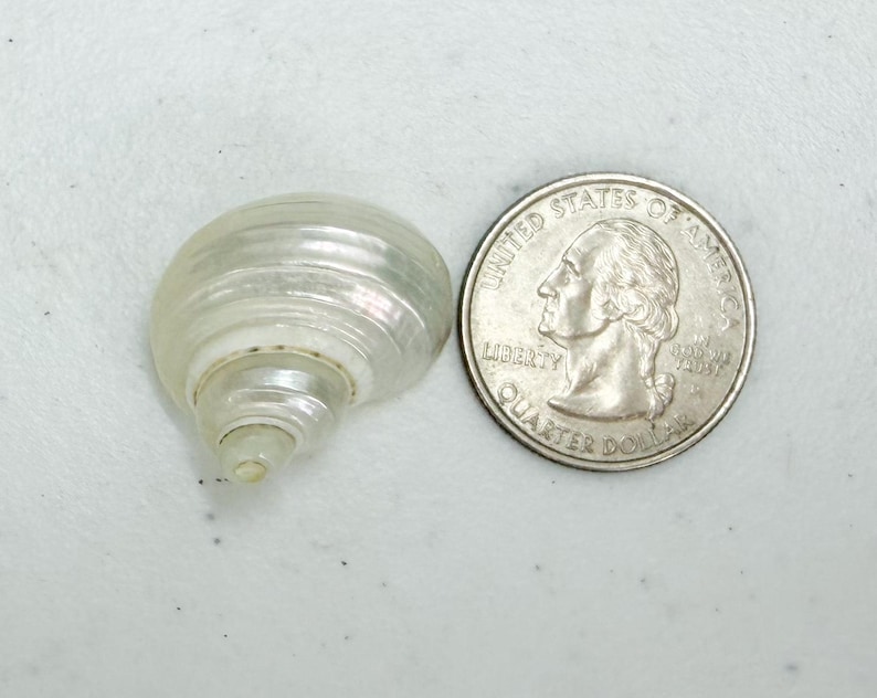 May include: A small, pearlescent seashell next to a United States quarter. The shell is a light, translucent color with visible spiral ridges. The quarter shows George Washington's profile and the words "Quarter Dollar".