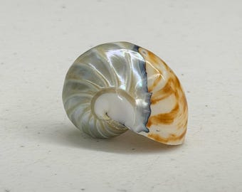 May include: A nautilus shell with a pearlescent, iridescent surface. The shell's spiral shape reveals a series of chambers, with a mix of white, silver, and orange-brown hues. The shell is a natural, organic form.