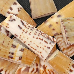 May include: A collection of natural shell pieces in various shades of brown, beige, and white. The shell pieces have a unique, textured surface and are perfect for crafting projects.