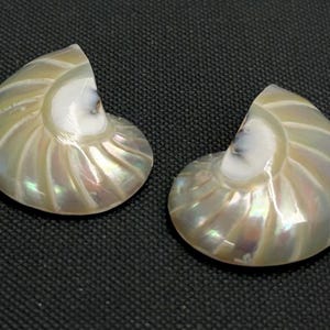 May include: Two iridescent nautilus shell halves, showcasing a pearlescent sheen with spiral patterns. The shells are set against a dark, textured background, highlighting their natural beauty and unique form.
