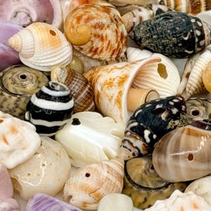 Könnte beinhalten: Eine Sammlung verschiedener natürlicher Muscheln, die jeweils mit einem kleinen Bohrloch zum Basteln versehen sind. Die Muscheln variieren in Größe, Form und Farbe, darunter Weiß-, Beige-, Braun-, Schwarz- und Violetttöne mit verschiedenen Texturen.